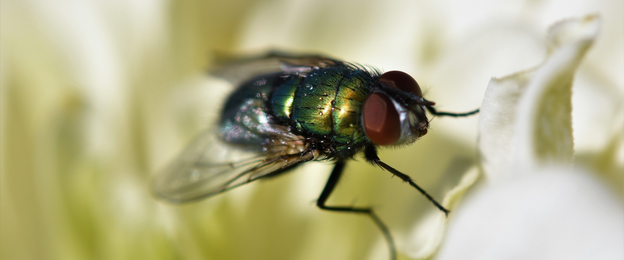 You are currently viewing Nid de mouche : Comment le trouver et le détruire ?