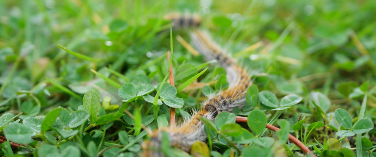 chenilles-processionnaires