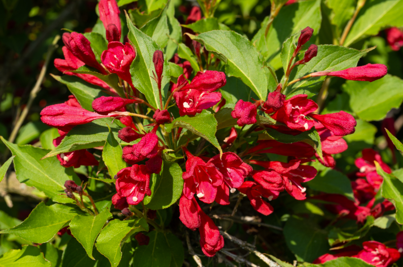 Weigela