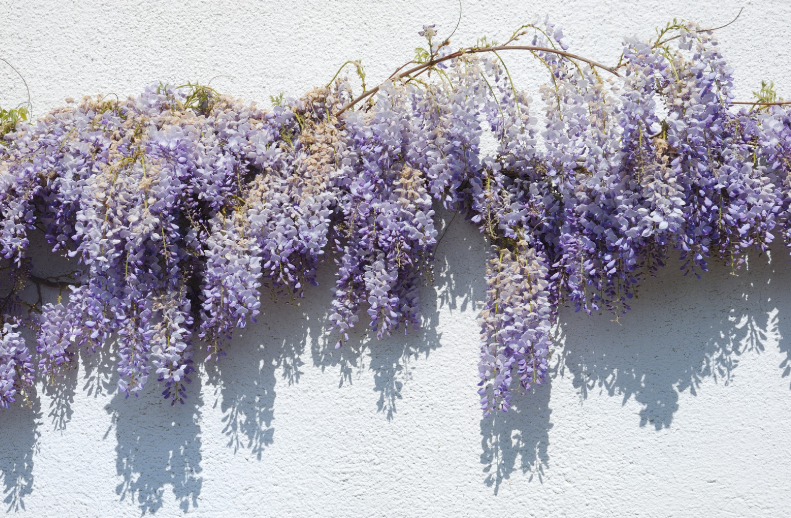 Wisteria