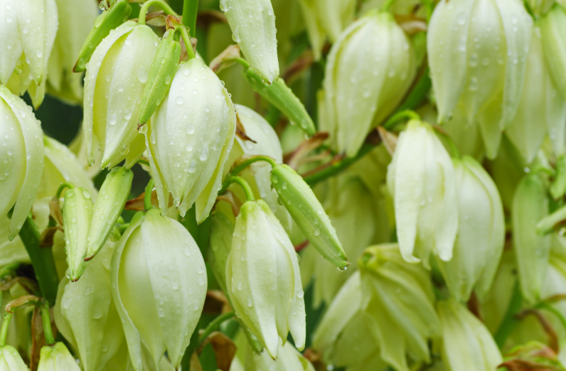 Yucca filamentosa