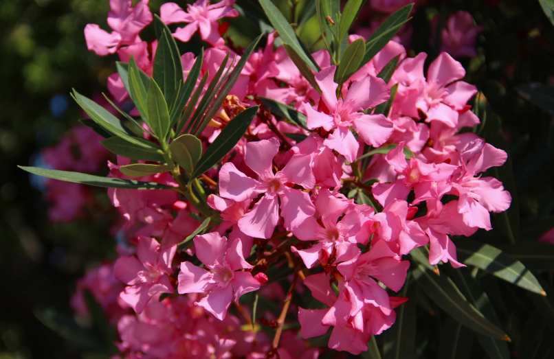 Quand et comment tailler un laurier rose