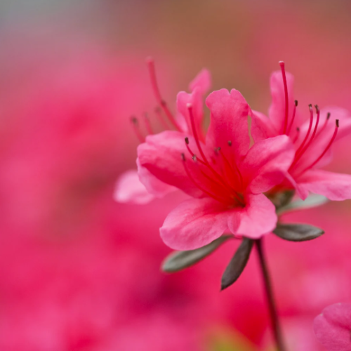 Quelle est la durée de vie d&rsquo;un Azalée ?