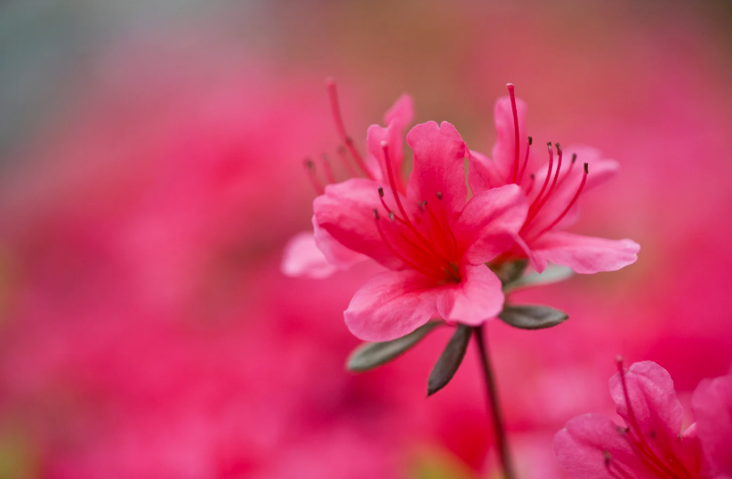 You are currently viewing Quelle est la durée de vie d&rsquo;un Azalée ?