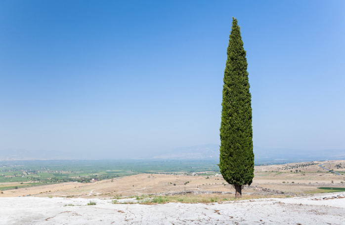 inconvénients du cyprès