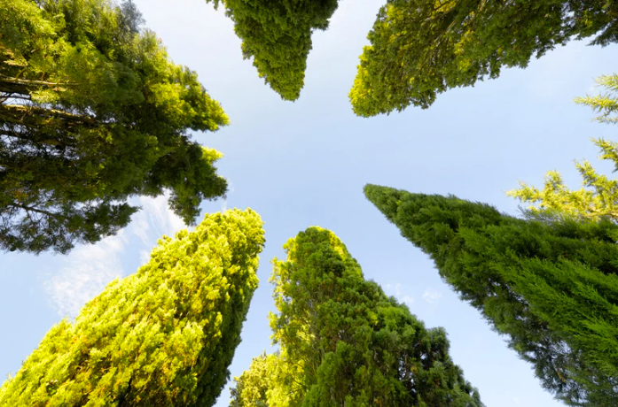 You are currently viewing Quels sont les inconvénients du cyprès ?