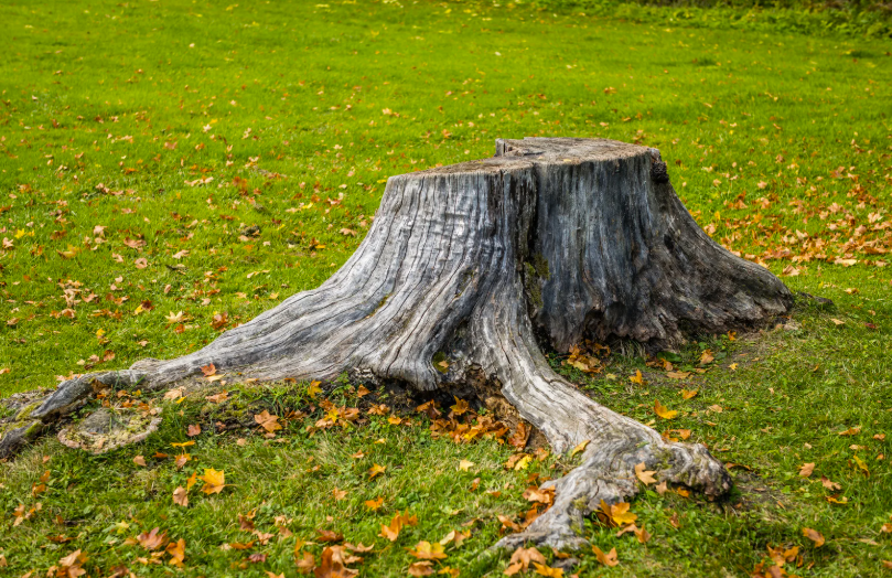 destructeur de souche