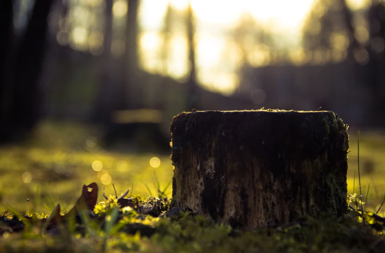 destructeur de souche