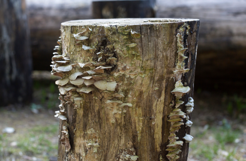 destructeur de souche