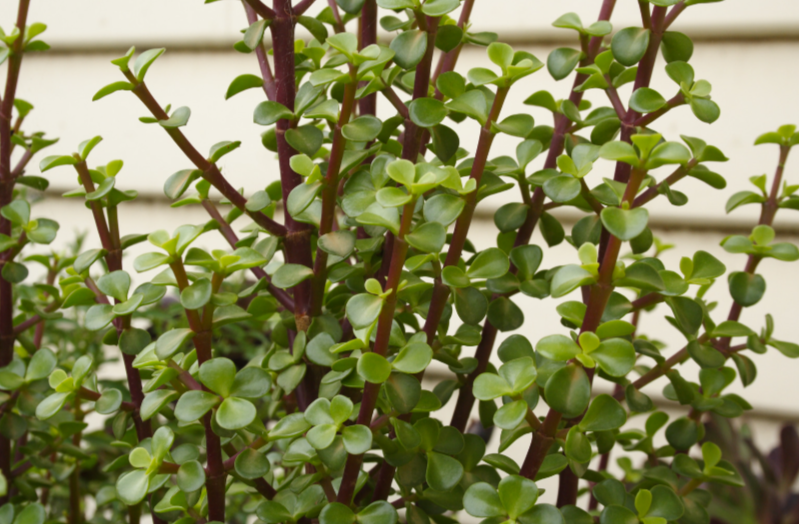 les significations de l'arbre de jade