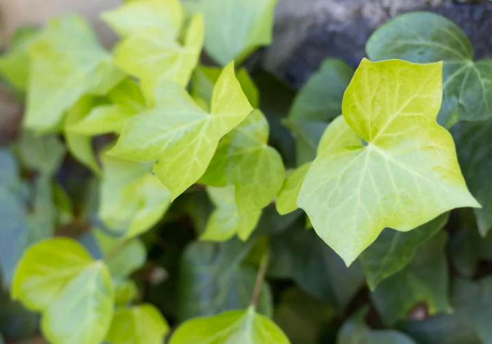 lierre plantes grimpantes persistantes