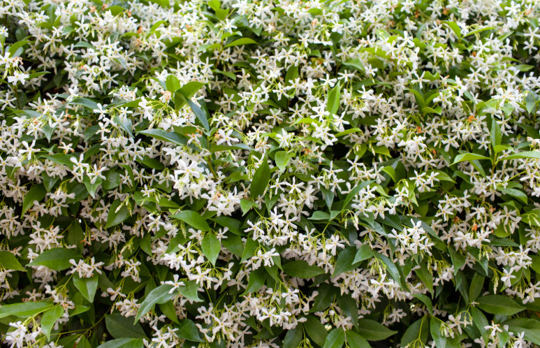 jasmin etoilé plantes grimpantes persistantes