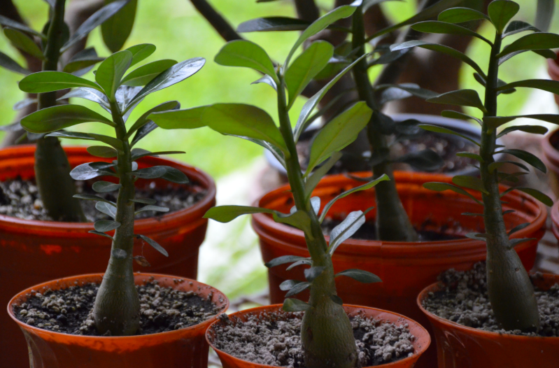 Pourquoi mettre un arbre de jade dans une chambre