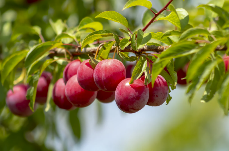 Quand est la saison des prunes
