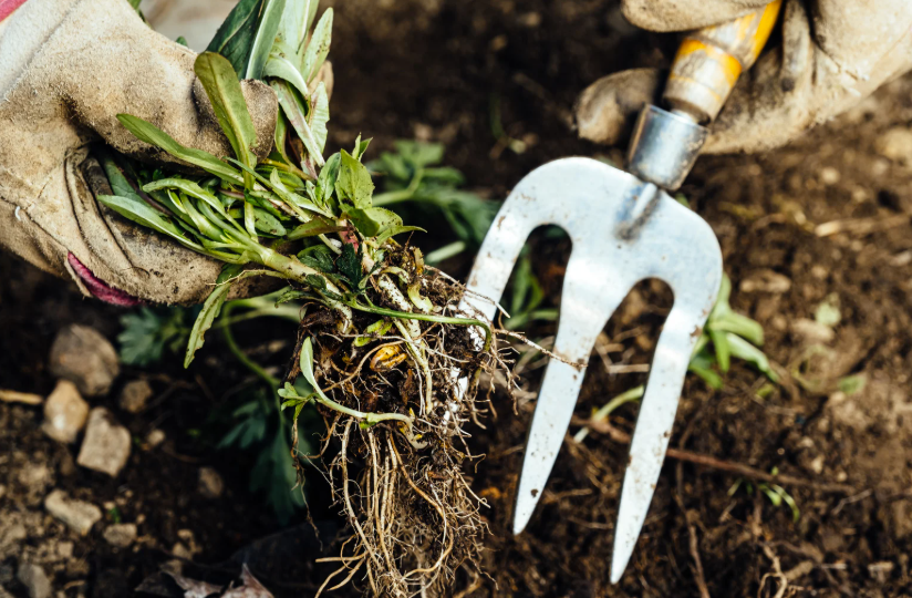 meilleur désherbant sélectif pour le gazon