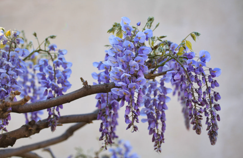Quand tailler la glycine