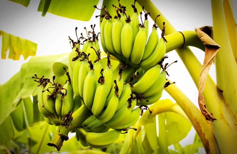 Comment faire pousser bananier sans graine