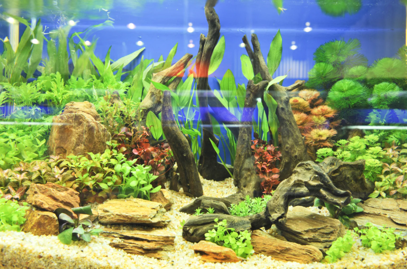 You are currently viewing Comment décorer son aquarium ?