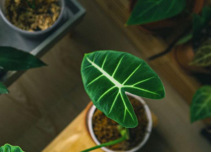 Plante oreille d'éléphant