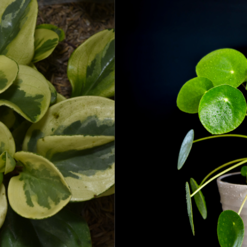 Pilea vs Peperomia : quelles différences et lequel choisir ?