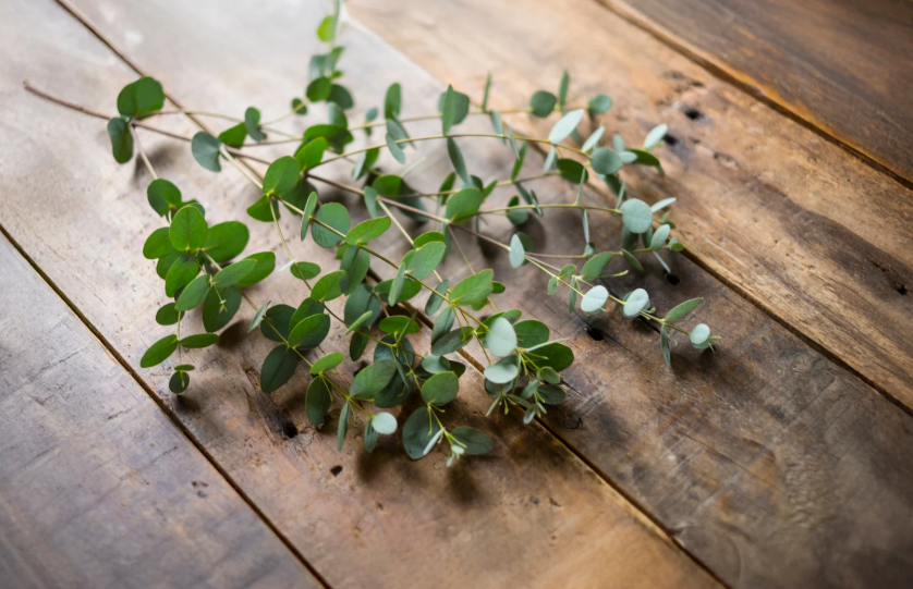 Cider gum eucalyptus (Eucalyptus gunnii)