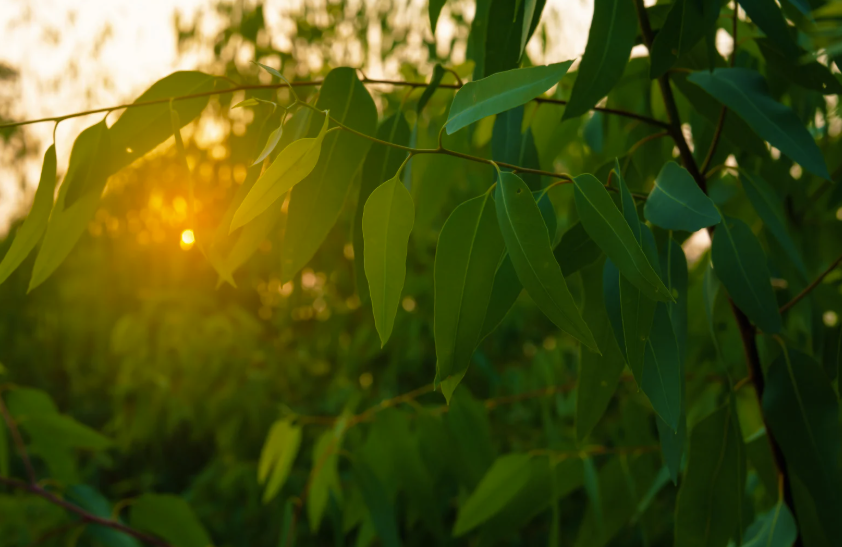 Cider gum eucalyptus (Eucalyptus gunnii)