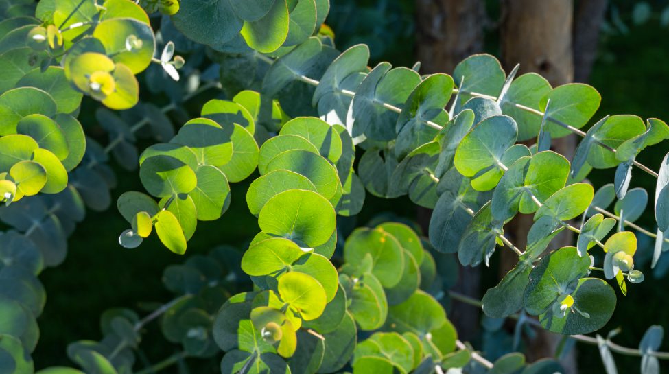 Cider gum eucalyptus (Eucalyptus gunnii)