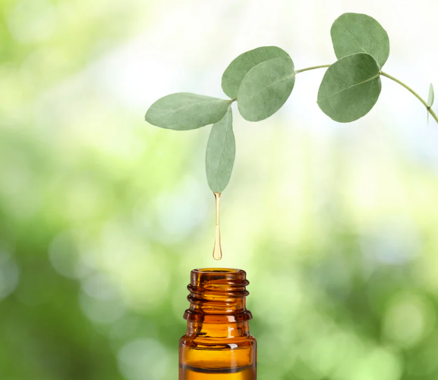 Cider gum eucalyptus (Eucalyptus gunnii)