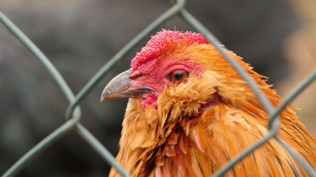 3 conseils pour réussir l&rsquo;installation de votre grillage à poules