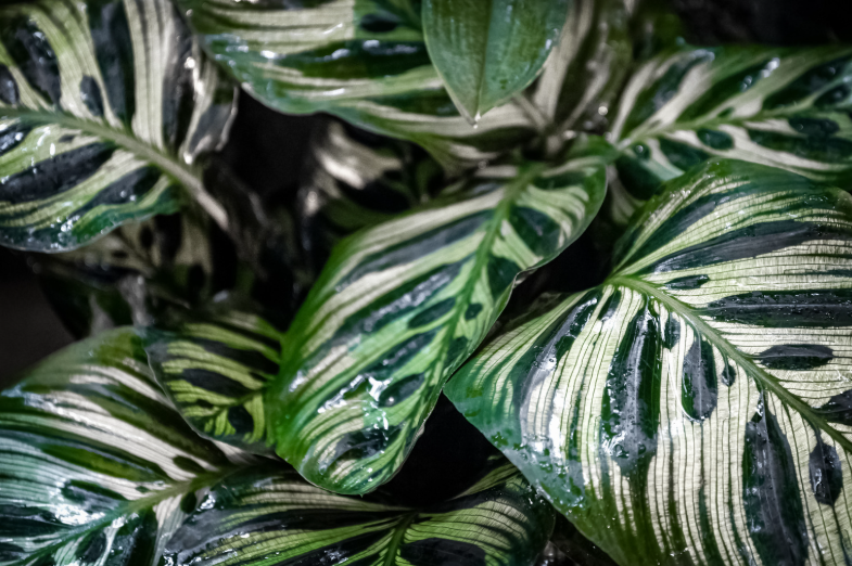 prendre soin de son calathea makoyana
