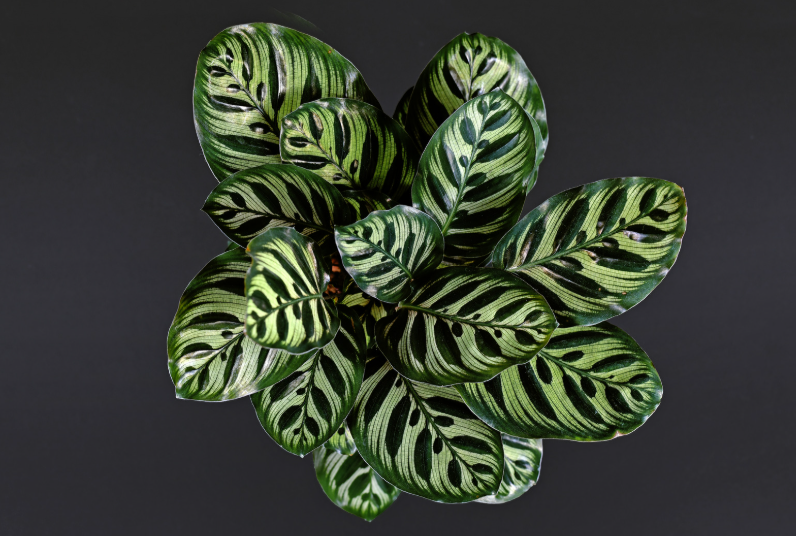 You are currently viewing Comment prendre soin de son calathea makoyana ?