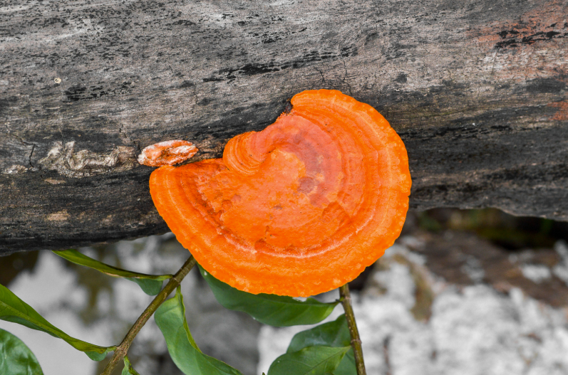 Champignon orange sur bois mort