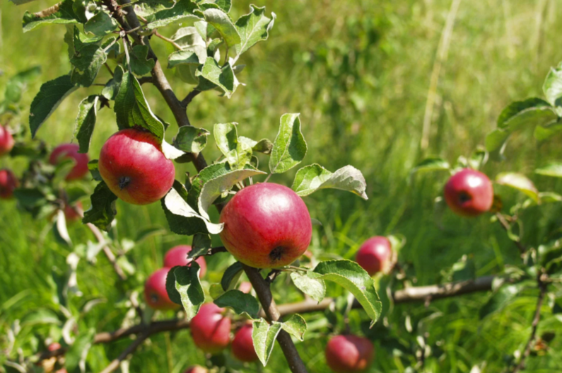 bienfaits du radis rouge
