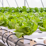 Aquaponie : principe, avantages et installation complète