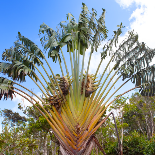 Arbre du voyageur (Ravenala madagascariensis): Mythes ou réalité ?