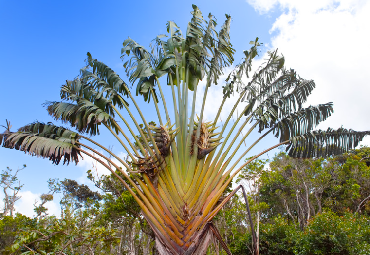 Lire la suite à propos de l’article Arbre du voyageur (Ravenala madagascariensis): Mythes ou réalité ?