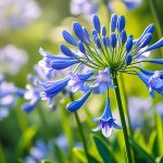Agapanthe floraison : combien de temps ça dure