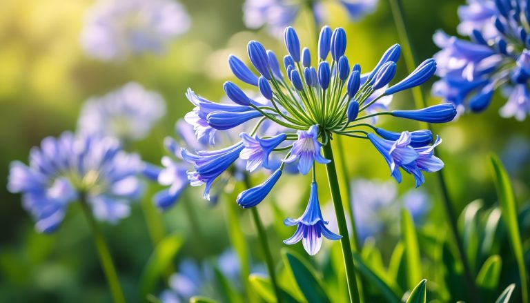découvrez la durée de floraison de l'agapanthe et comment prolonger cette magnifique période pour profiter pleinement de ses fleurs éclatantes.