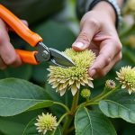 Quand couper les fleurs d&rsquo;hortensia fanées ?